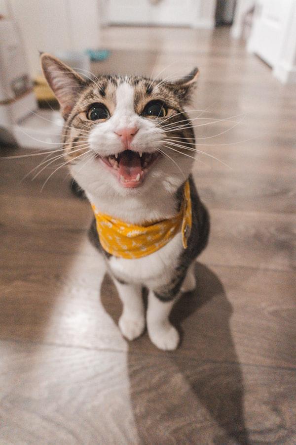 Bulut kedi