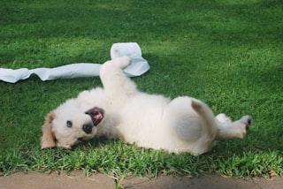 Sakin